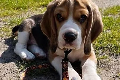 Piesek szczeniaczek beagle zapraszam, Opolskie, Nysa