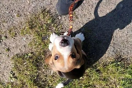 Piesek szczeniaczek beagle zapraszam, Opolskie, Nysa