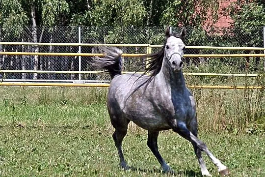 Klacz arabska wysoka, , 