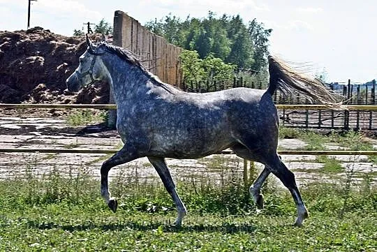 Klacz arabska wysoka, , 