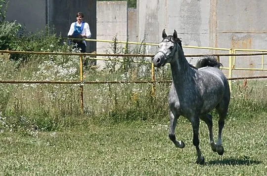 Klacz arabska wysoka, , 