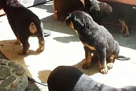 Rottweiler szczenięta sprzedam,  kujawsko-pomorski, Wąbrzeźno