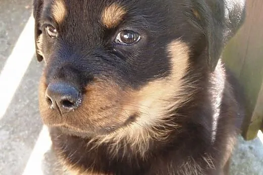 Rottweiler szczenięta sprzedam,  kujawsko-pomorski