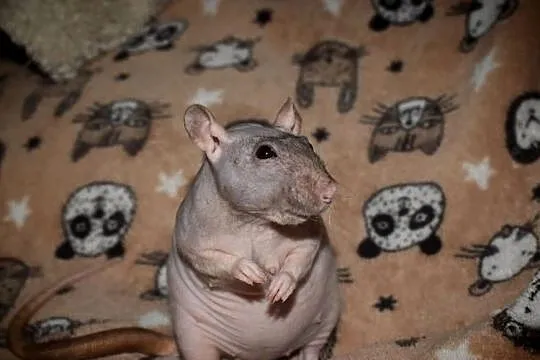 Szczurki, szczur, szczury fuzz