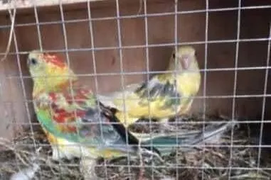Unikatowe świergotki Orange Kremino