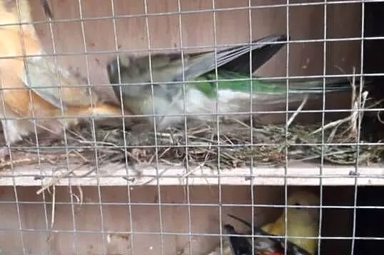 Unikatowe świergotki Orange Kremino, Świętokrzyskie, Jędrzejów