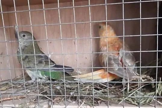 Unikatowe świergotki Orange Kremino, Świętokrzyskie, Jędrzejów