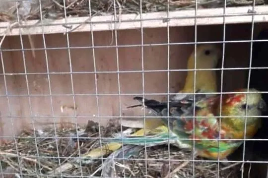 Unikatowe świergotki Orange Kremino, Świętokrzyskie, Jędrzejów