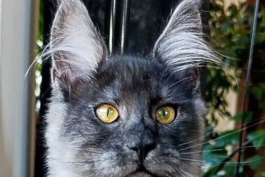 Czarny dymny kocurek Maine Coon - FPL