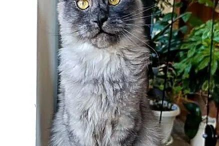 Czarny dymny kocurek Maine Coon - FPL, Pomorskie, Gdańsk