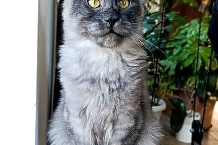 Czarny dymny kocurek Maine Coon - FPL, Pomorskie, Gdańsk