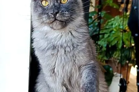 Czarny dymny kocurek Maine Coon - FPL, Pomorskie, Gdańsk
