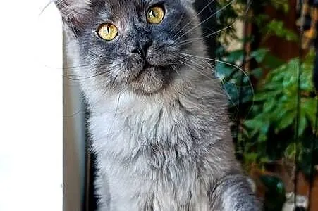 Czarny dymny kocurek Maine Coon - FPL, Pomorskie, Gdańsk