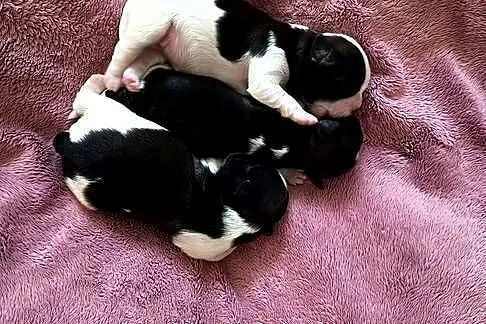 Szczeniaki Shih-tzu