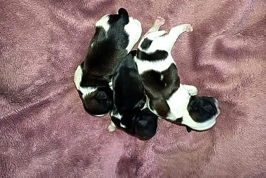 Szczeniaki Shih-tzu, Małopolskie, Staszkówka