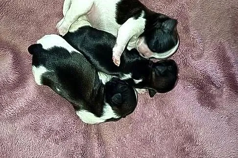 Szczeniaki Shih-tzu, Małopolskie, Staszkówka