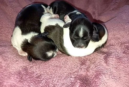 Szczeniaki Shih-tzu, Małopolskie, Staszkówka