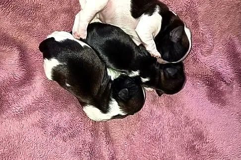 Szczeniaki Shih-tzu, Małopolskie, Staszkówka