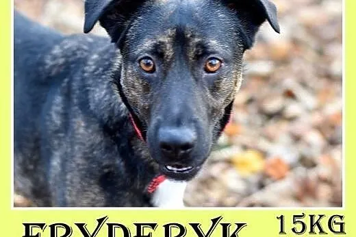 Traci dom,groźba schroniska,łagodny pies FRYDERYK.Adopcja,  dolnośląskie Wrocław