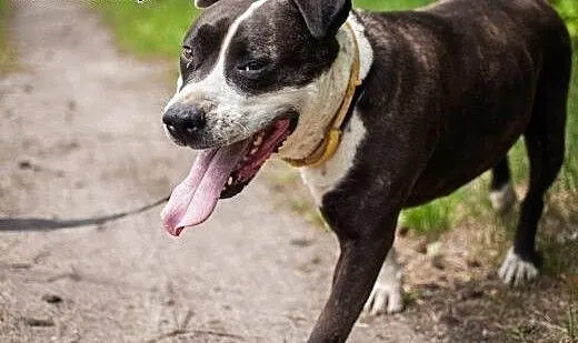 Szajba - cudna sunia w typie Amstaffa do adopcji,