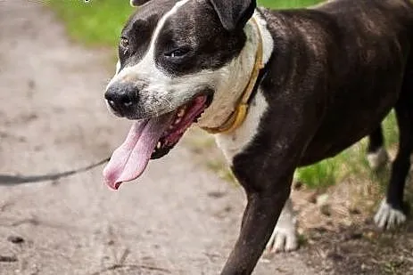 Szajba - cudna sunia w typie Amstaffa do adopcji, 