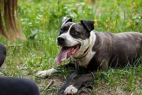 Szajba - cudna sunia w typie Amstaffa do adopcji, 