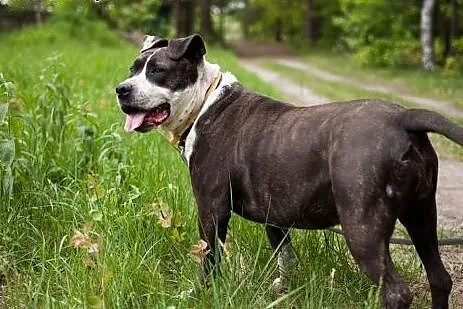 Szajba - cudna sunia w typie Amstaffa do adopcji, 
