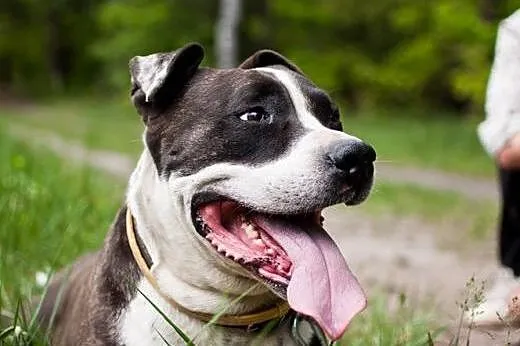 Szajba - cudna sunia w typie Amstaffa do adopcji, 