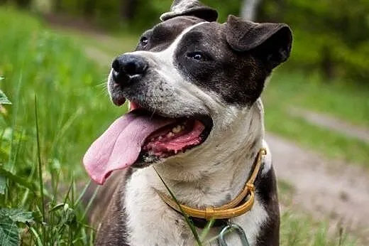 Szajba - cudna sunia w typie Amstaffa do adopcji, 