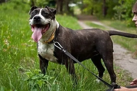 Szajba - cudna sunia w typie Amstaffa do adopcji, 