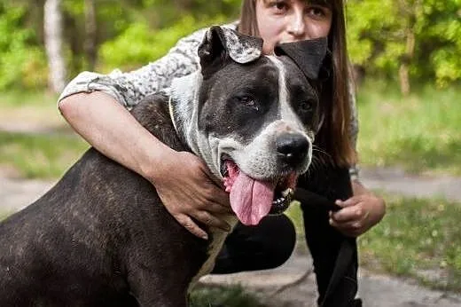 Szajba - cudna sunia w typie Amstaffa do adopcji, 