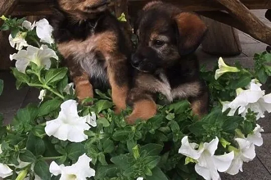 3 miesięczny Pyszczek, SZCZENIAK szuka domu