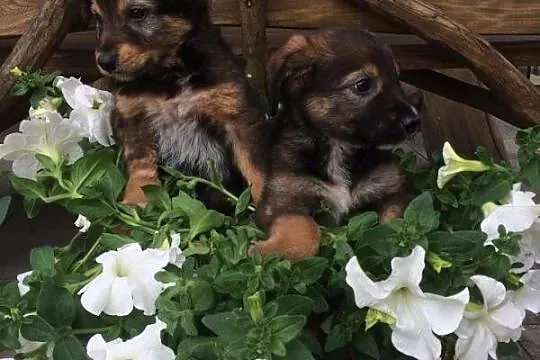 3 miesięczny Pyszczek, SZCZENIAK szuka domu