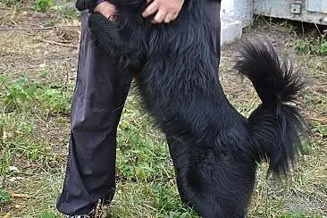 Bruno - pokochaj psiaka, który nie liczy już na ra