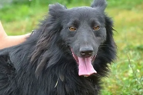 Bruno - pokochaj psiaka, który nie liczy już na ra