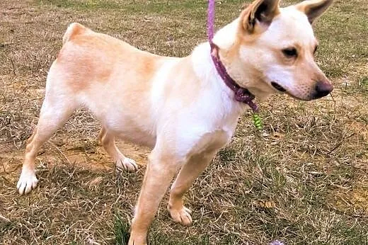 SARA - roczna, przerażona schroniskiem, nieduża sunia do adopcji; PILNE,  łódzkie Łódź, Łódzkie, Łódź