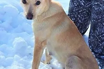 SARA - roczna, przerażona schroniskiem, nieduża sunia do adopcji; PILNE,  łódzkie Łódź, Łódzkie, Łódź