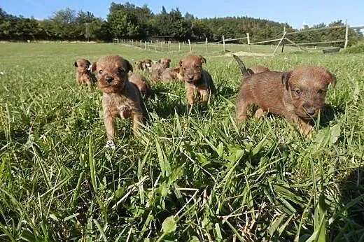 Irish Terrier,  Teriery cała Polska