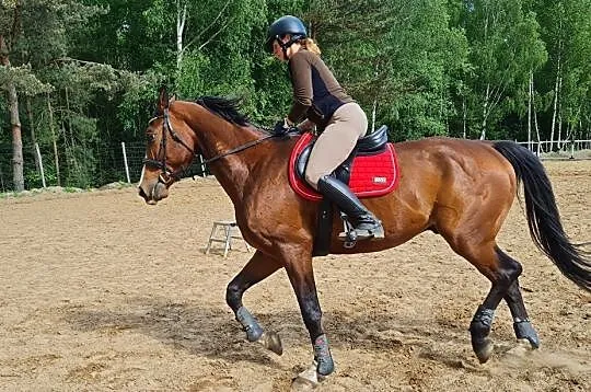 Piękny, 7 letni wałach! Atrakcyjna cena, pilna spr, BIERUŃ