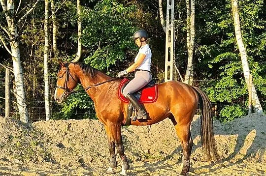 Piękny, 7 letni wałach! Atrakcyjna cena, pilna spr, BIERUŃ