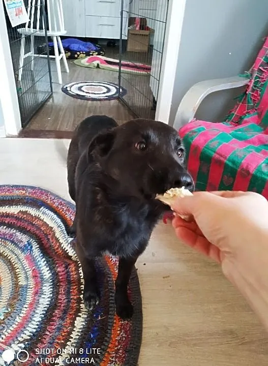 Daj Poli dom pomóż ślicznej suni wesoła ładna do adopcji za darmo, Mazowieckie, Konstancin-Jeziorna