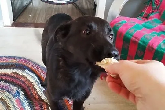 Daj Poli dom pomóż ślicznej suni wesoła ładna do adopcji za darmo