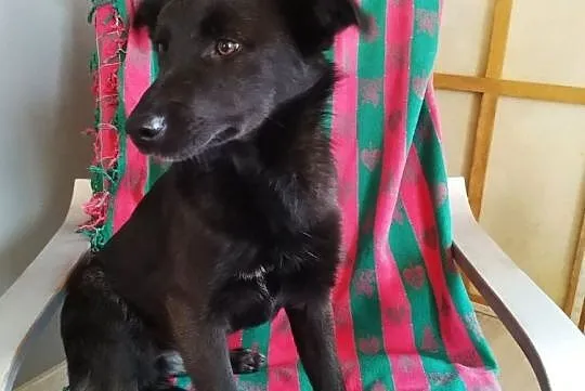 Daj Poli dom pomóż ślicznej suni wesoła ładna do adopcji za darmo, Mazowieckie, Konstancin-Jeziorna