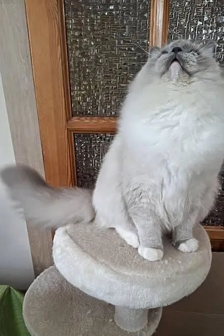 Ragdoll piękny kocur hodowlano wystawowy, Śląskie, Bielsko-Biała