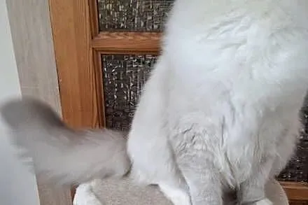 Ragdoll piękny kocur hodowlano wystawowy, Śląskie, Bielsko-Biała