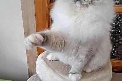 Ragdoll piękny kocur hodowlano wystawowy, Śląskie, Bielsko-Biała