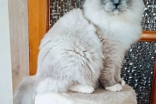 Ragdoll piękny kocur hodowlano wystawowy, Śląskie, Bielsko-Biała