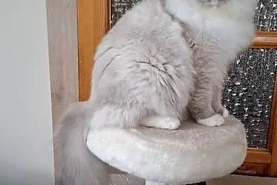 Ragdoll piękny kocur hodowlano wystawowy, Śląskie, Bielsko-Biała