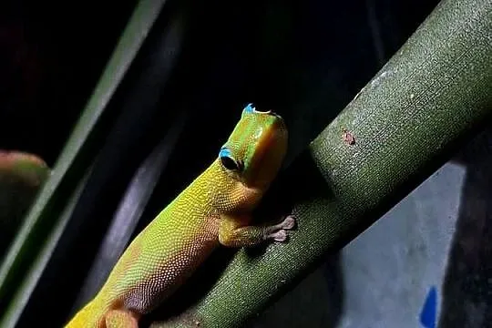 Phelsuma laticauda jaszczurka gekon terrarium, Śląskie, Pszczyna