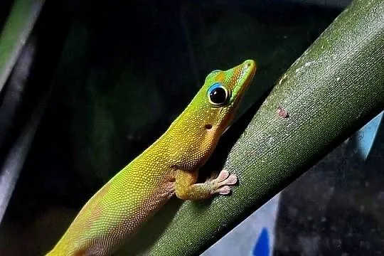 Phelsuma laticauda jaszczurka gekon terrarium, Śląskie, Pszczyna
